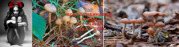 индика Балабаново
